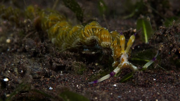 Blue Dragon Nudi by Michael Brown